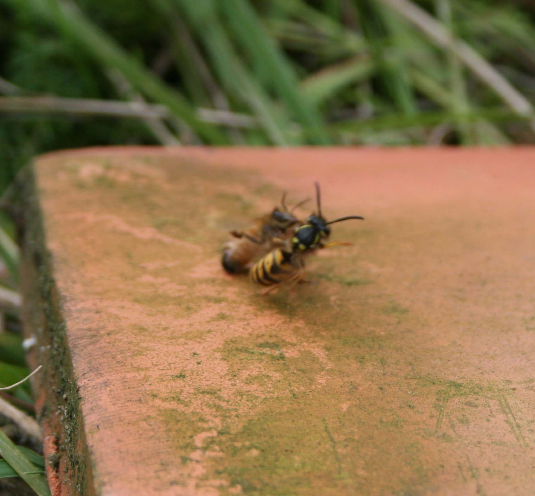 wasps-attacking-bees 046a.jpg